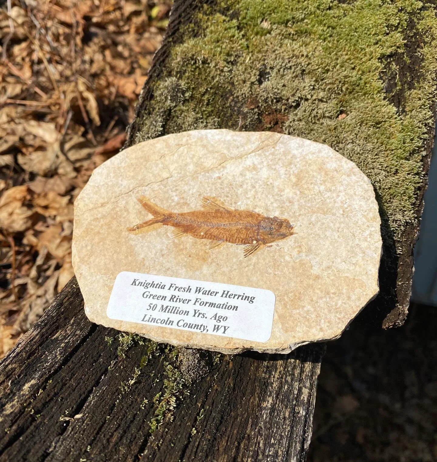 Fossil Fish Plate 🐟✨
In case you missed it our fossil fish plates from Fossil Lake have been restocked! We now have a ton of awesome options from big to small. This piece will be available on our Etsy! ✨
&bull;
&bull;
&bull;
&bull;
&bull;
&bull;
&bu