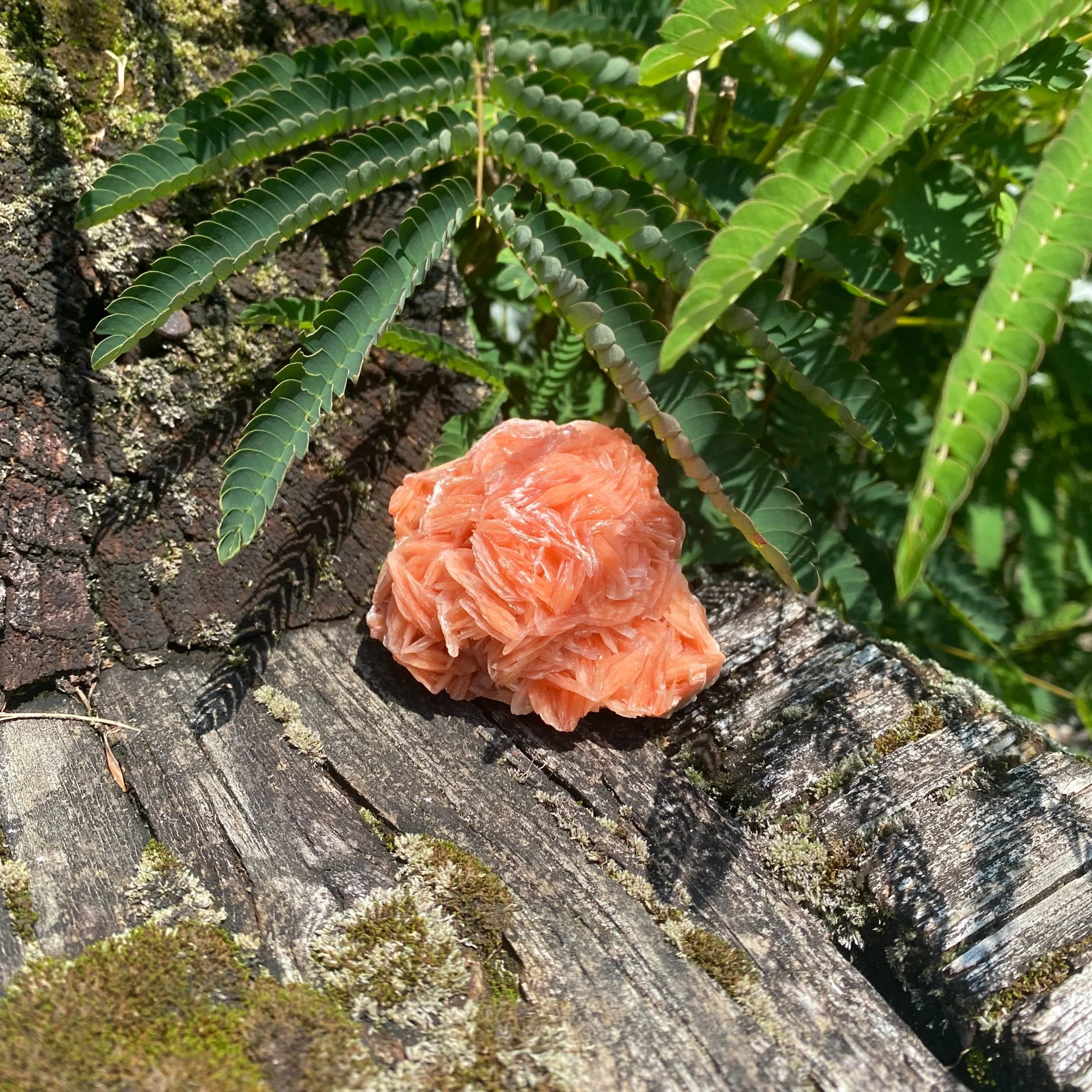 Barite Rose 🌹✨
This flower like formation is due to the barite growing in flat radiating clusters trapped inside sand grains! ✨
&bull;
&bull;
&bull;
&bull;
&bull;
&bull;
&bull;
&bull;
&bull;
&bull;
&bull;
&bull;
&bull;
&bull;
#barite #crystal #cryst