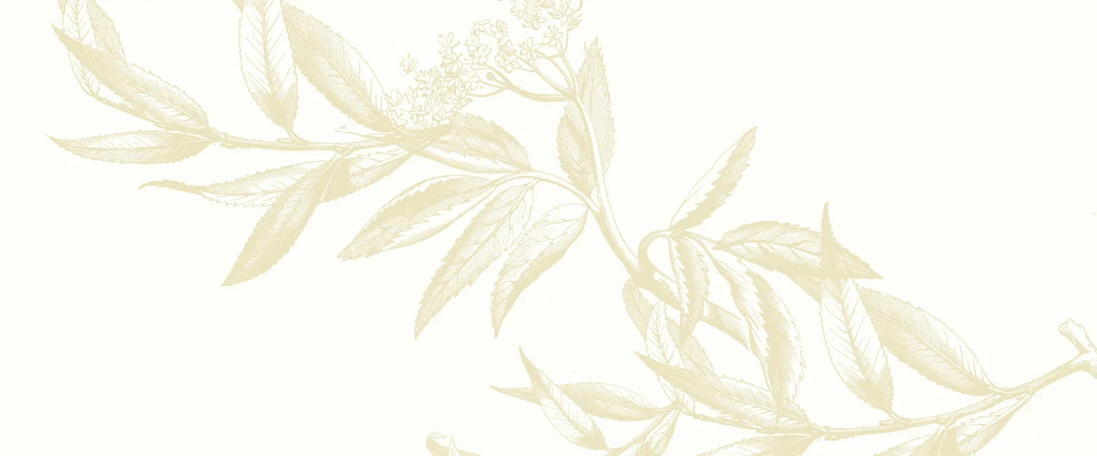 Header3.jpg