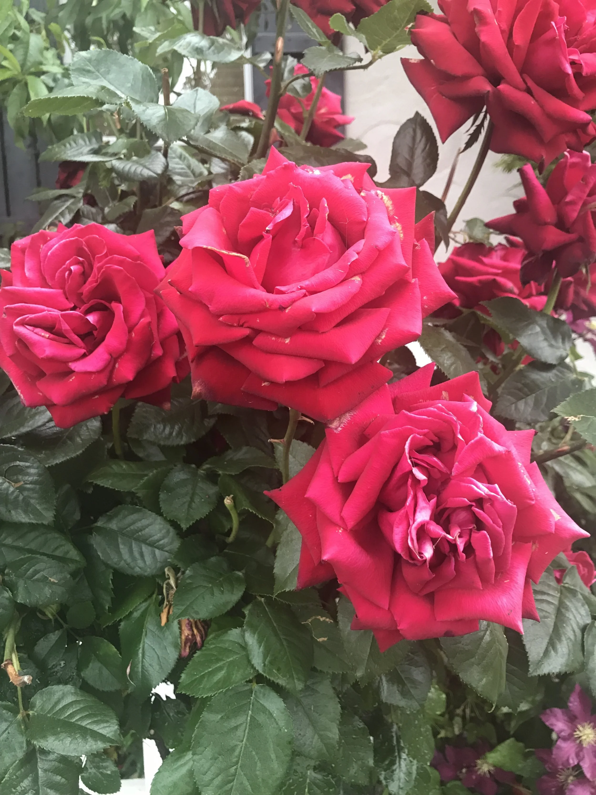 Expansion within boundaries 