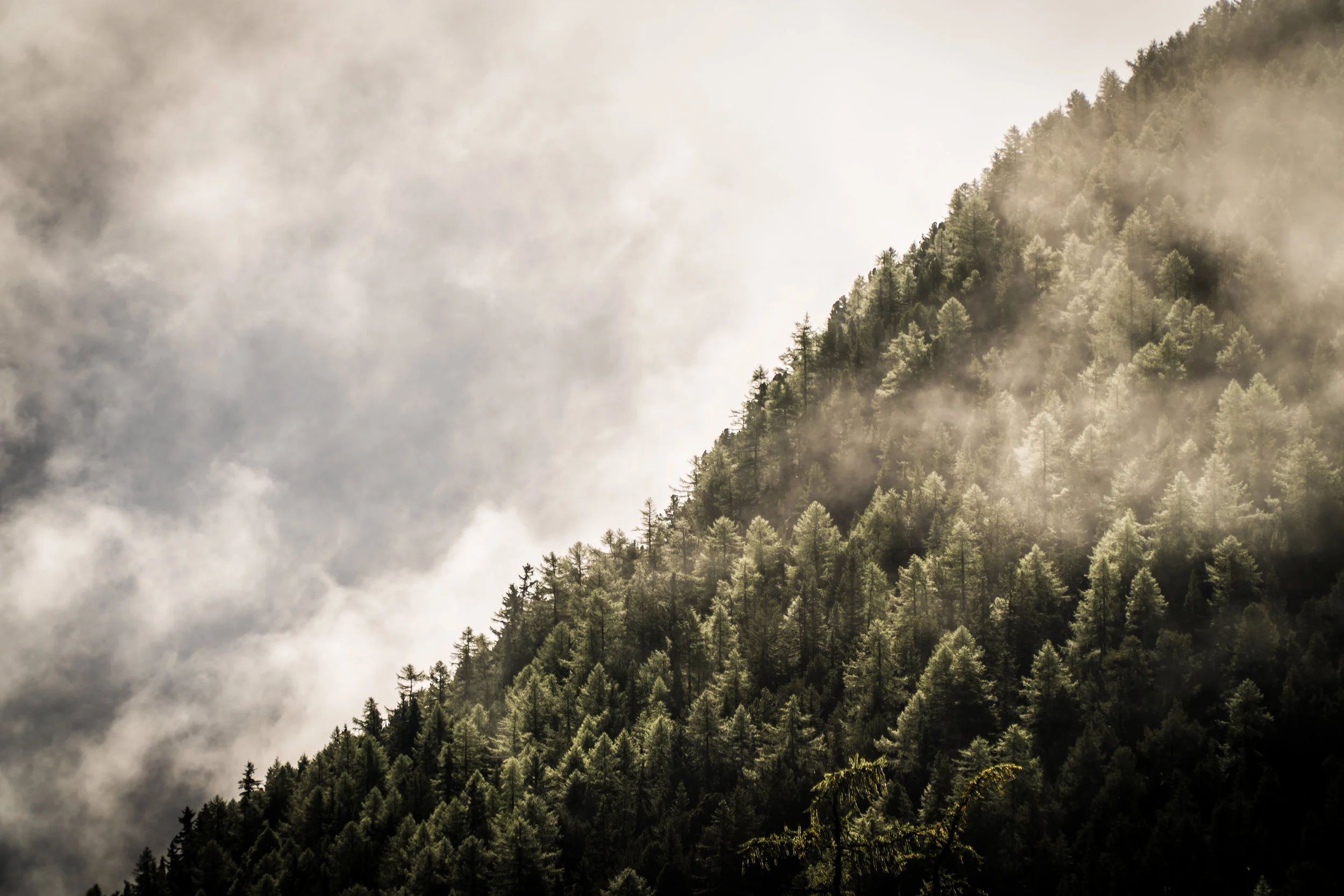 Peak Health Wellness Insights Issue 3