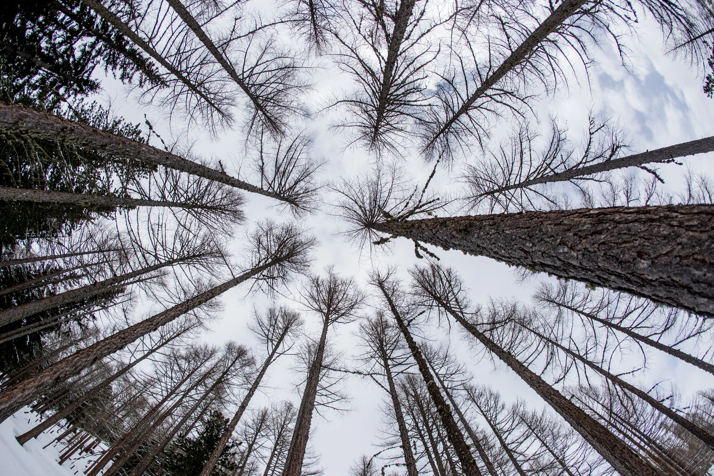 Peak Health Wellness Insights Issue 24