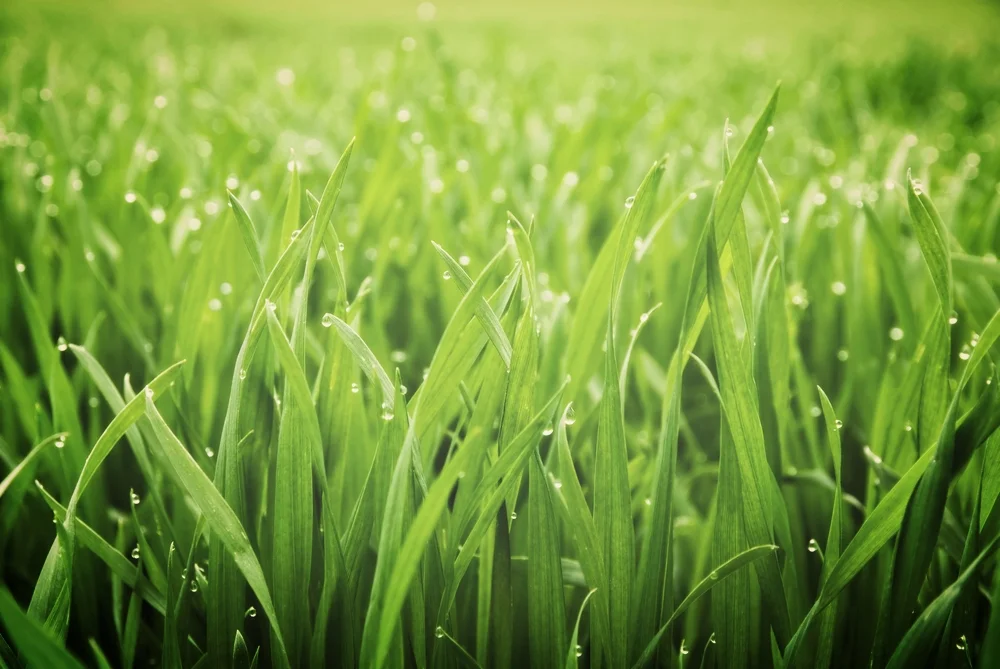 grass.jpg