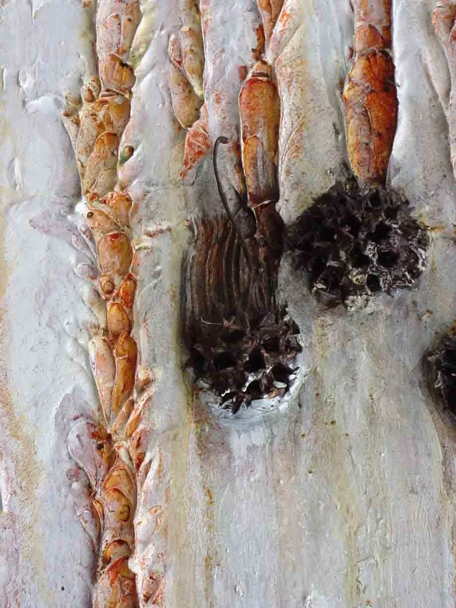 Gumwood_Pricklies_detail_web.jpg
