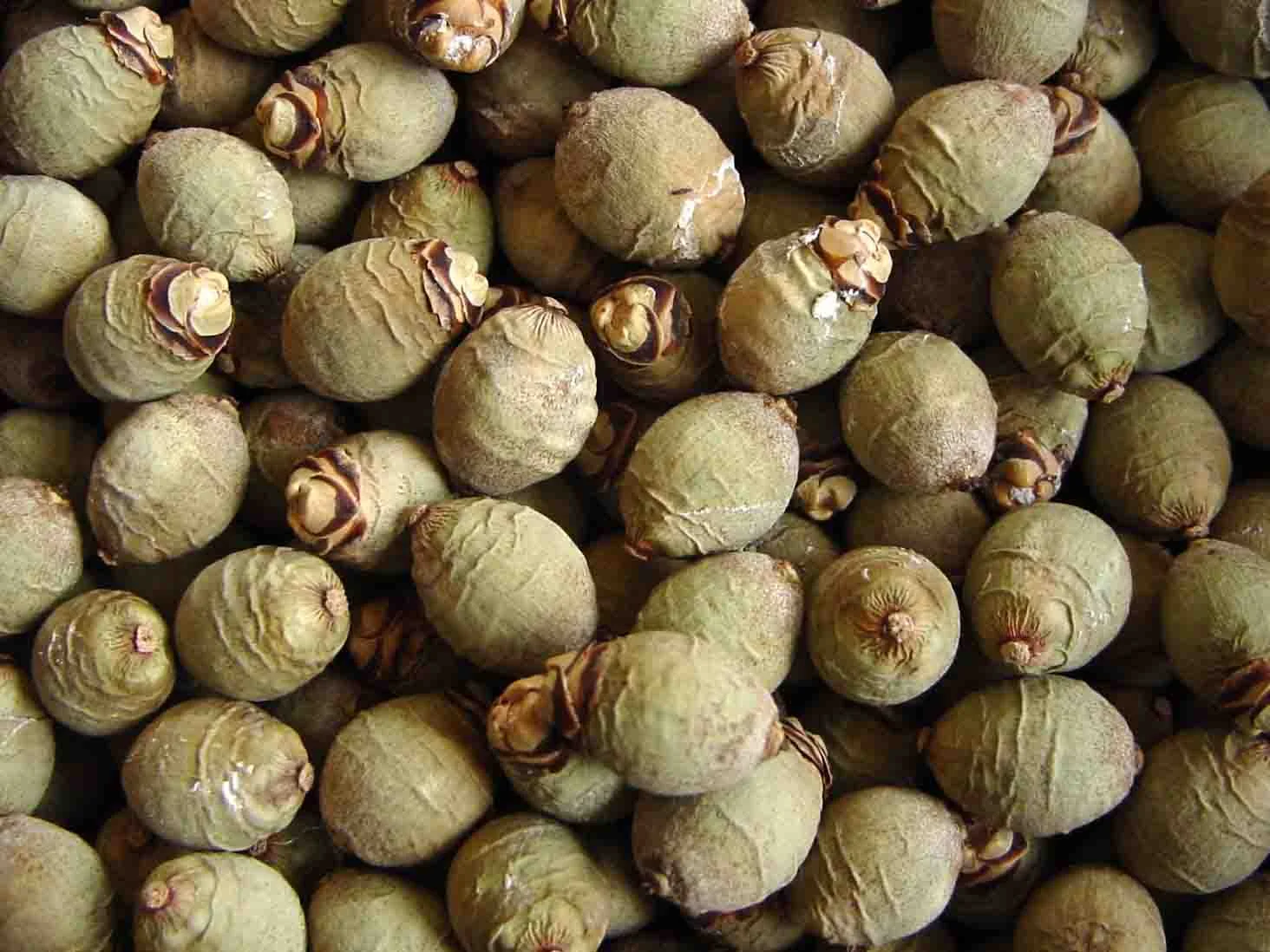 Palm_Seeds_webdetail.jpg