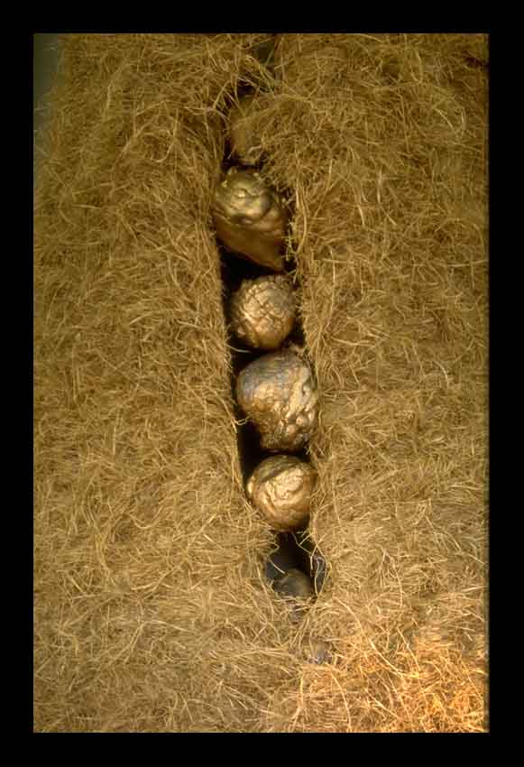 Rumplestiltskin_seeds_web.jpg