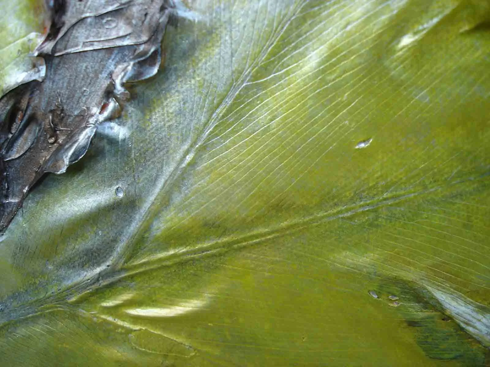 Philadendron_detail_web.jpg
