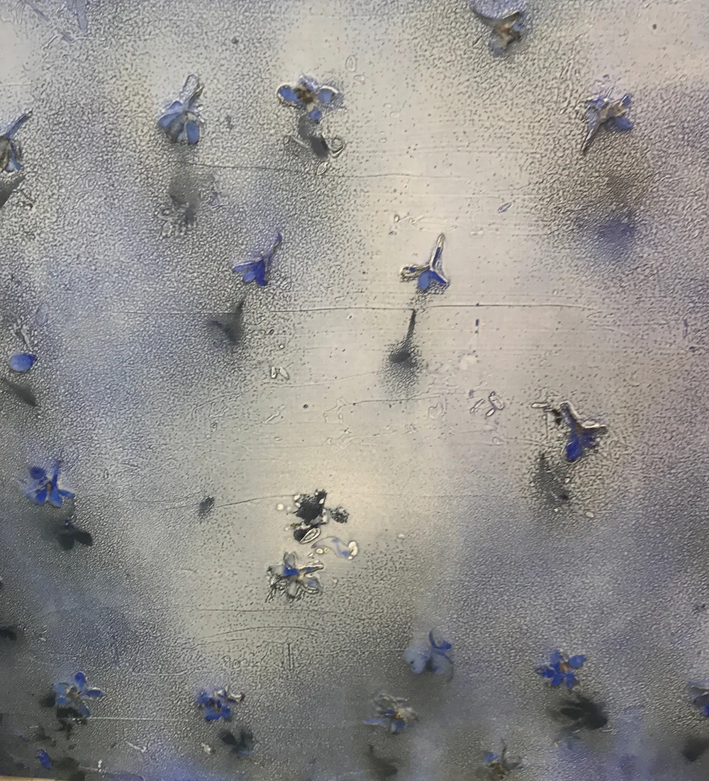Delphinium_I-small.jpg