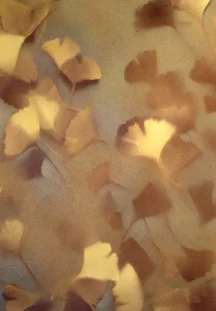 yellow light gingko thumb 2.jpg