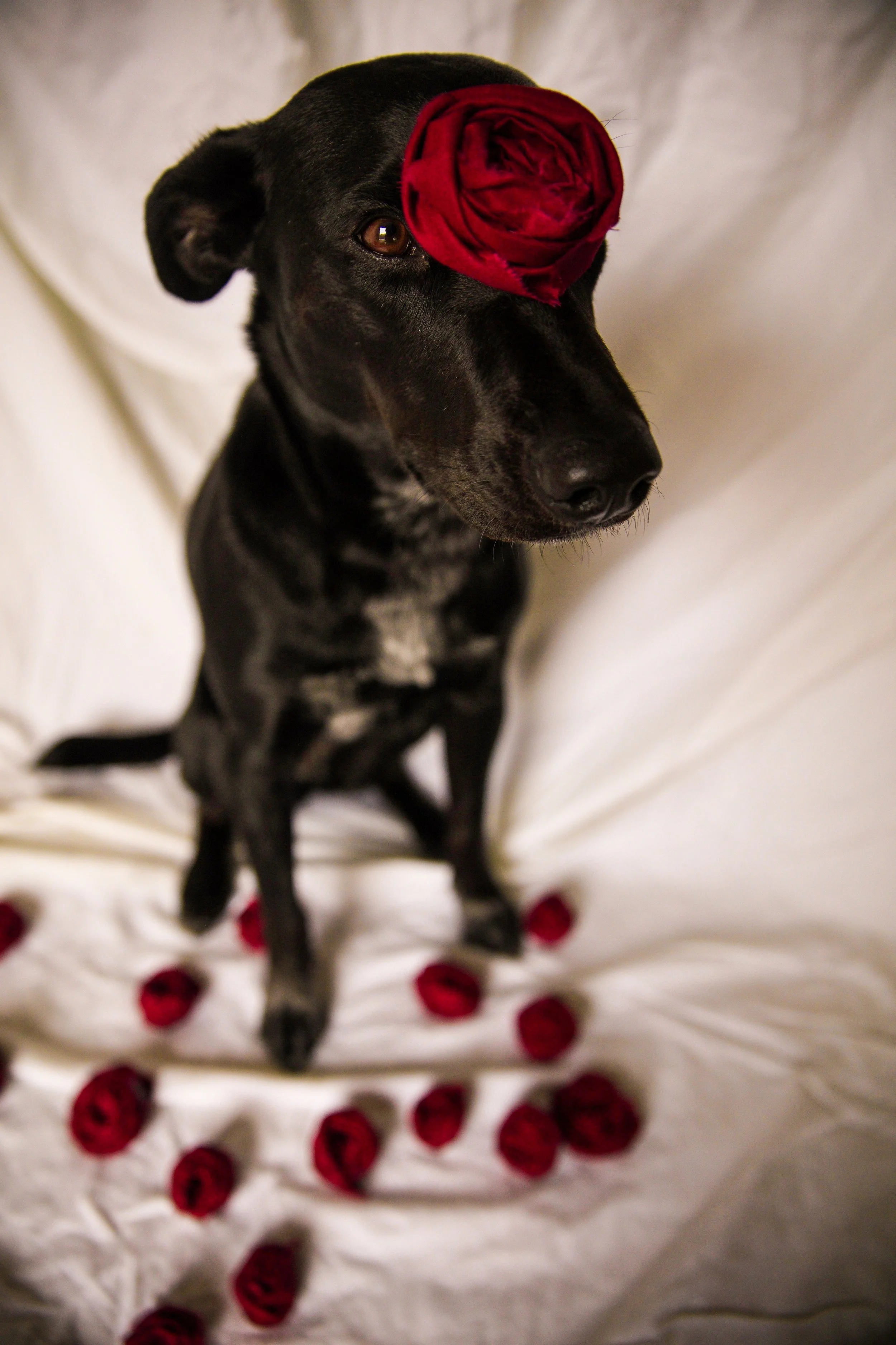 yuki-dog-562567-unsplash.jpg