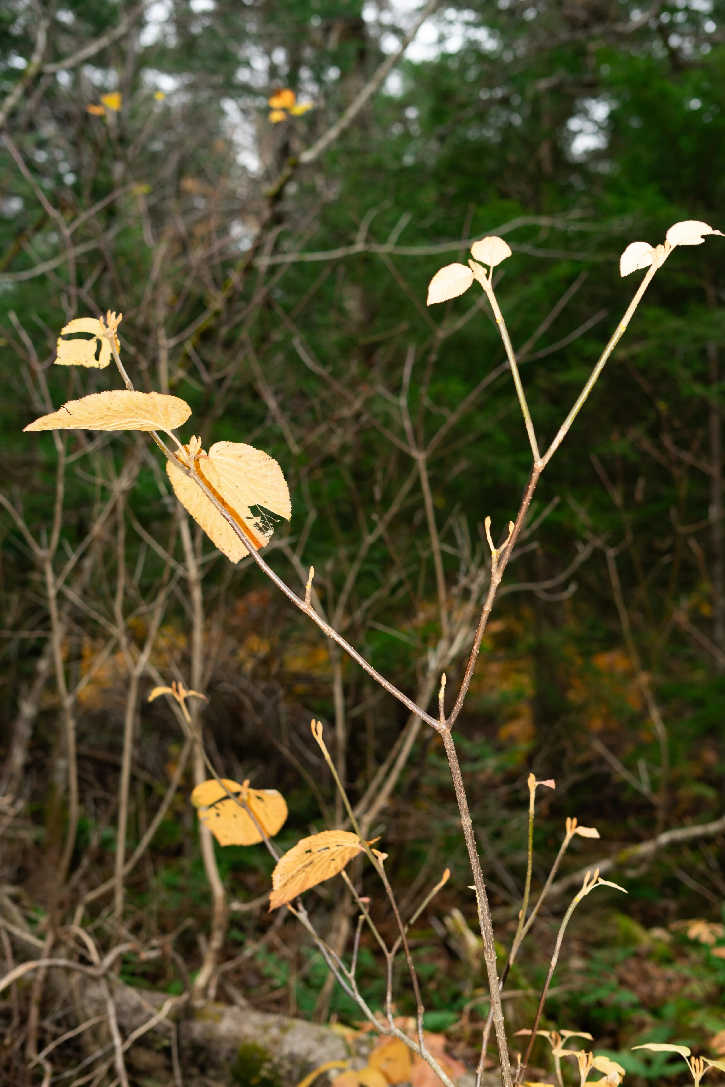 DSC06688.jpg