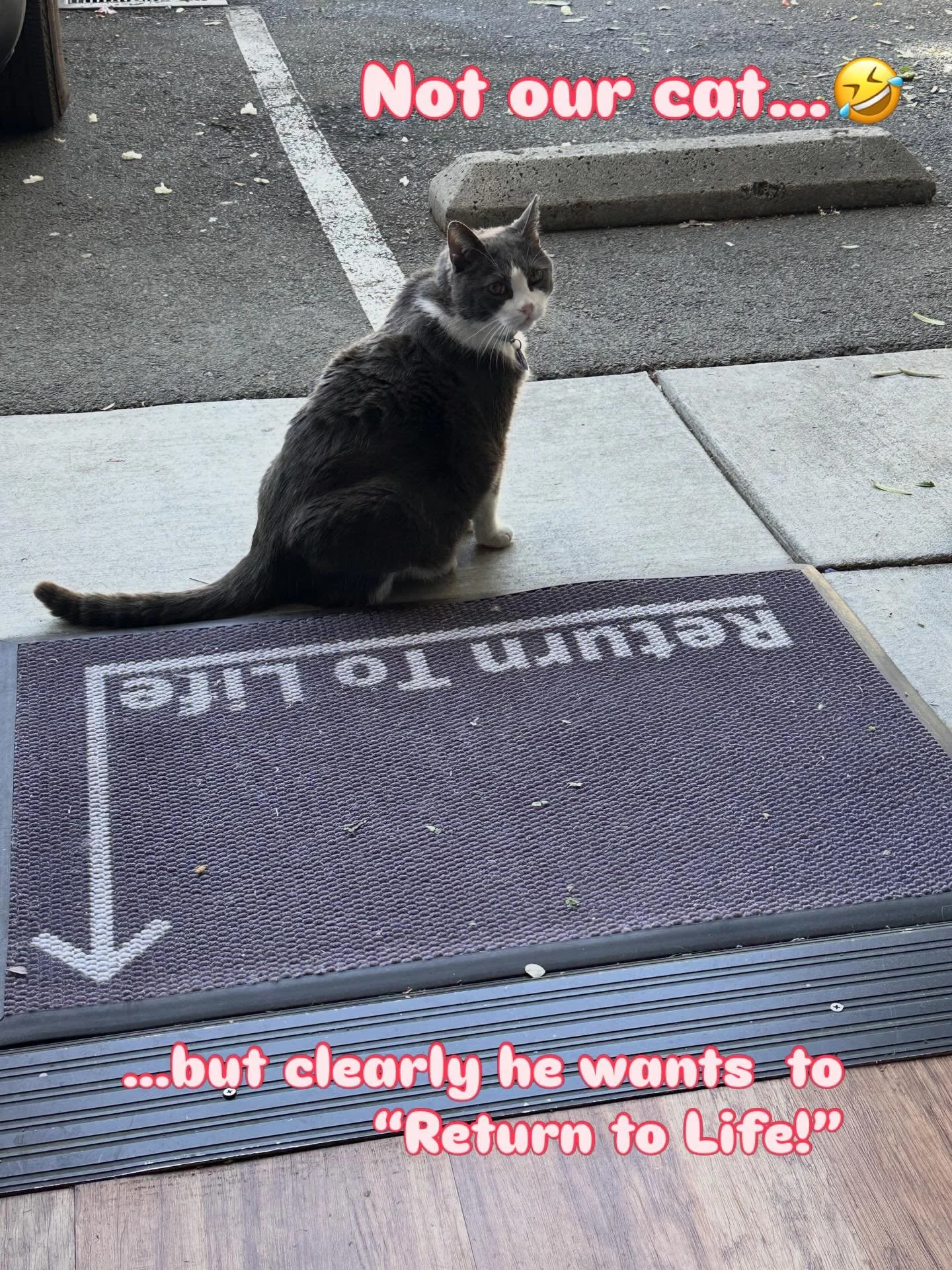 The whole Village 🩷&rsquo;s this guy! #dinothecat #montclairvillage #pilates #returntolife