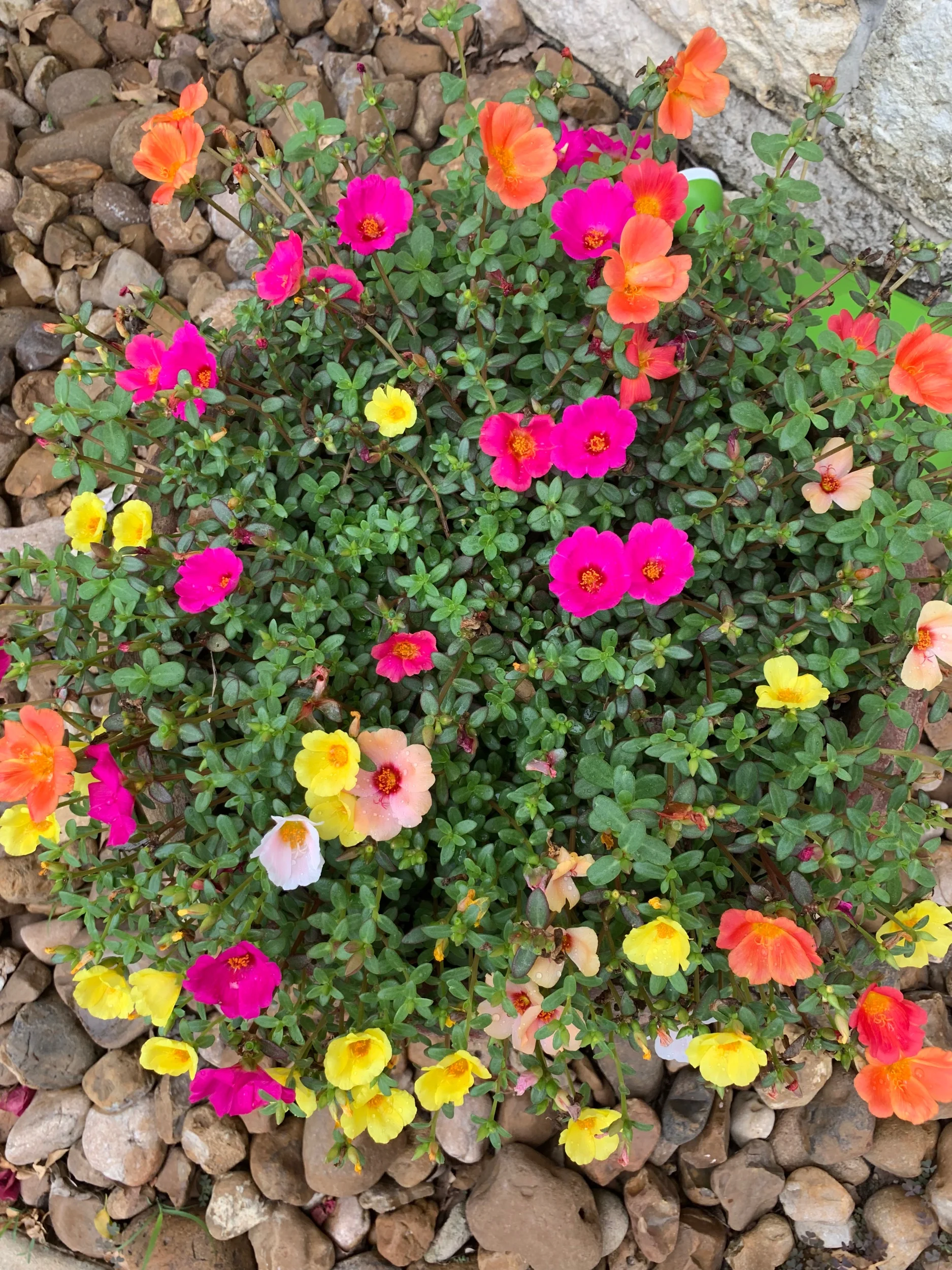 Look at these gorg purslanes my dad has! This is my favorite plant.
