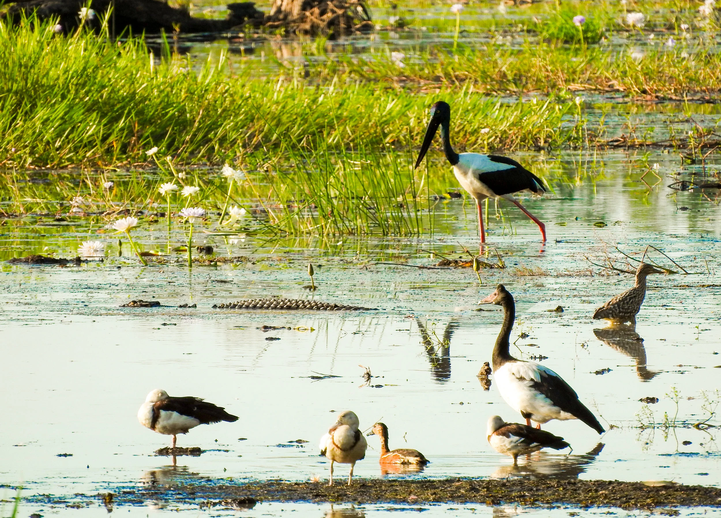 Jabiru.jpg