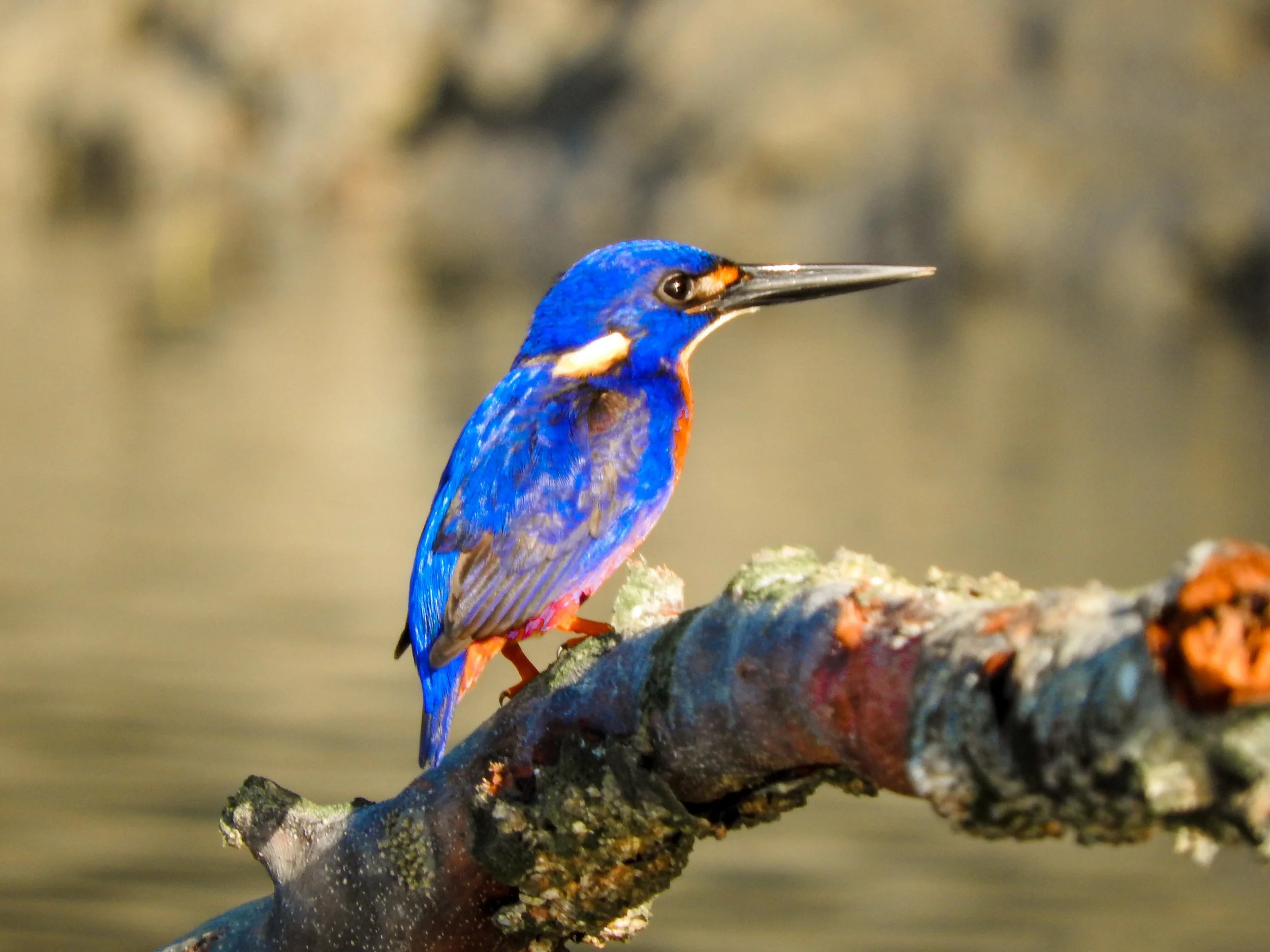 Azure kingfisher 1 LR