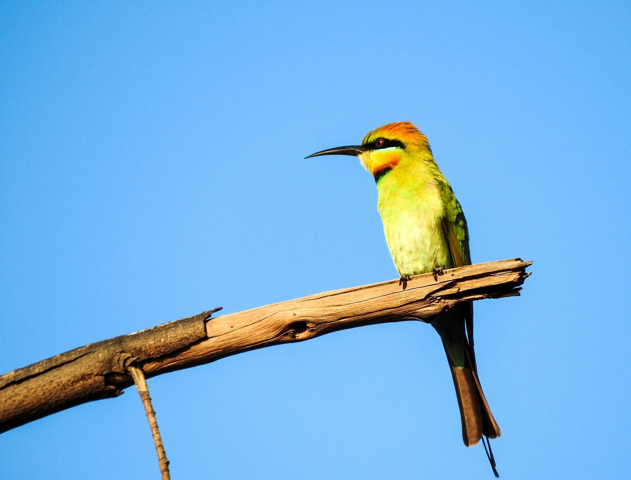 Rainbow Bee-eater02-2.jpg