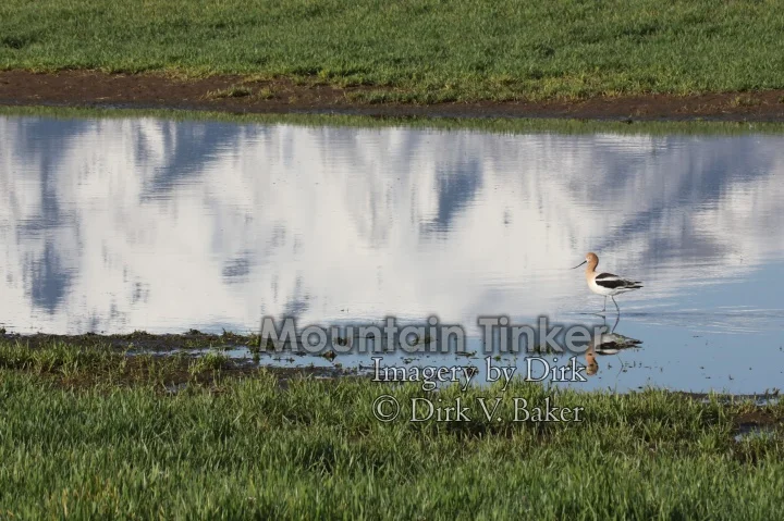 American Avocet reflection