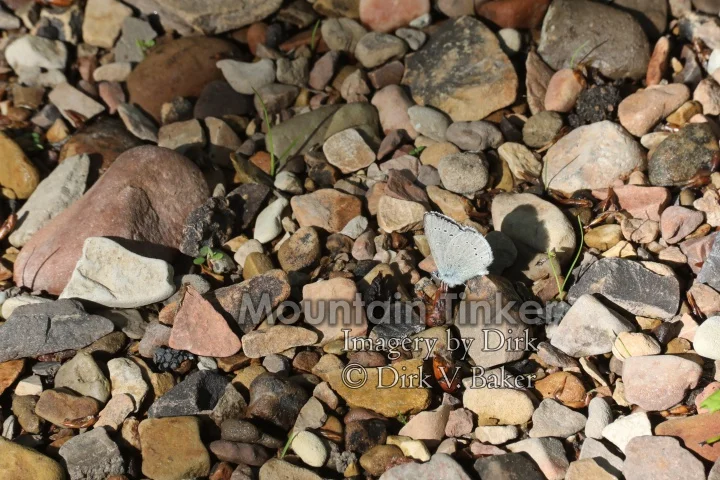 Pebbles and butterfly