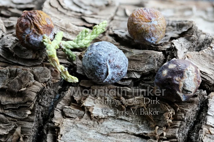 One-seeded juniper berries