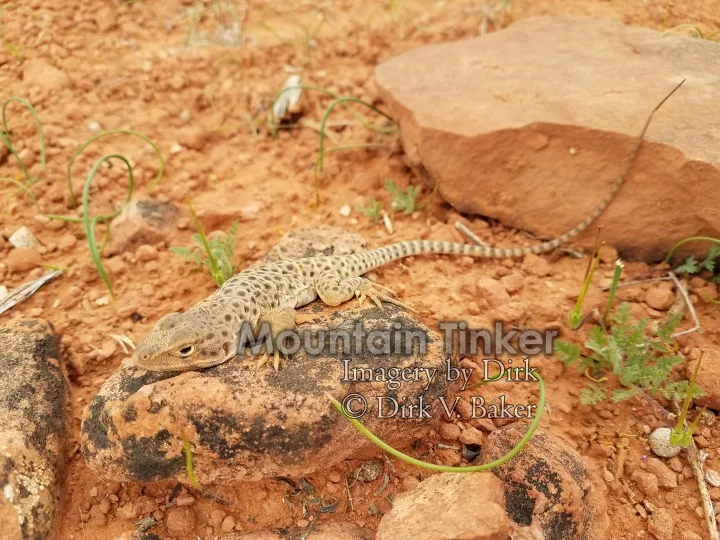 Long-nosed leopard lizard