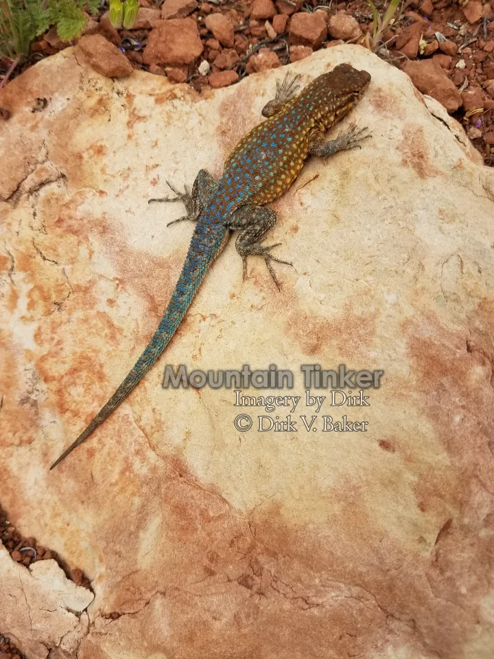 Unidentified (yet) lizard