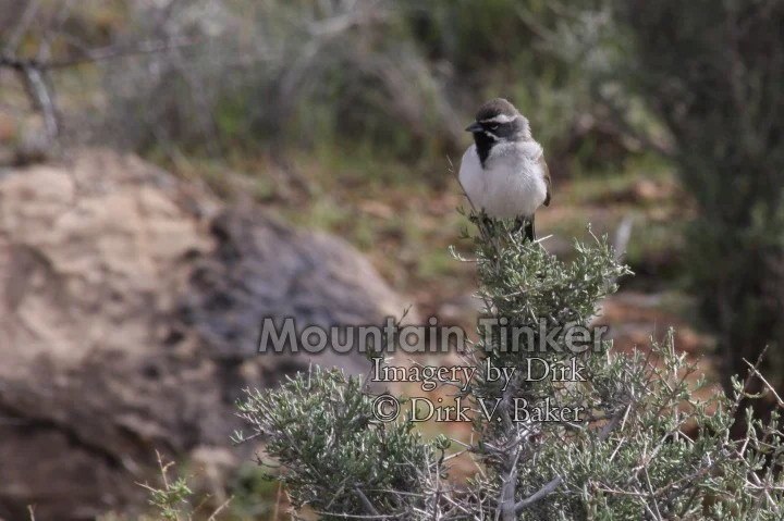 Black-throated sparrow