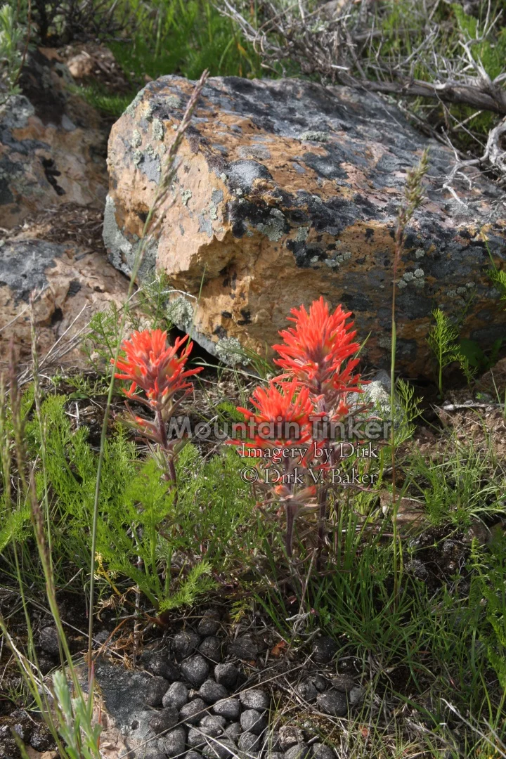 Fertilized paintbrush