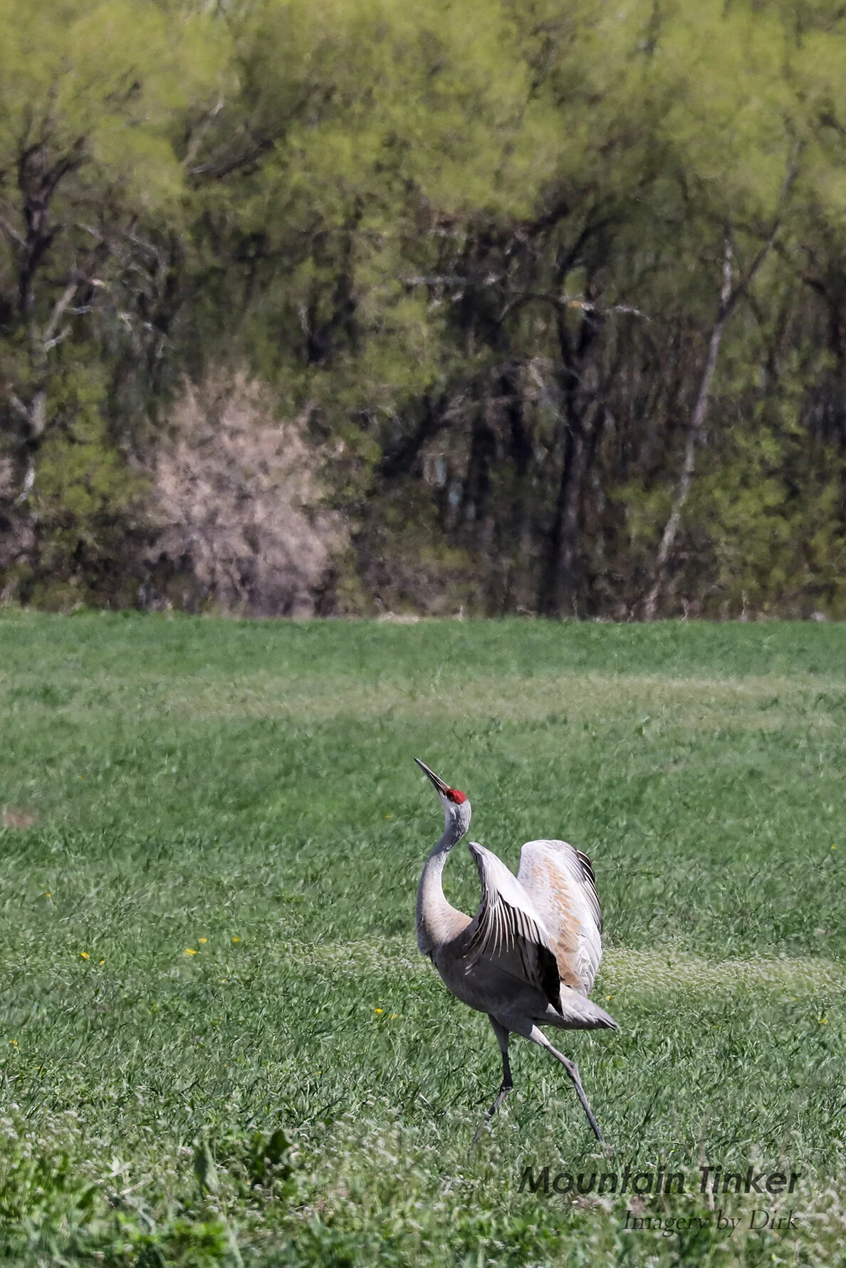 Sandhill Crane dancing