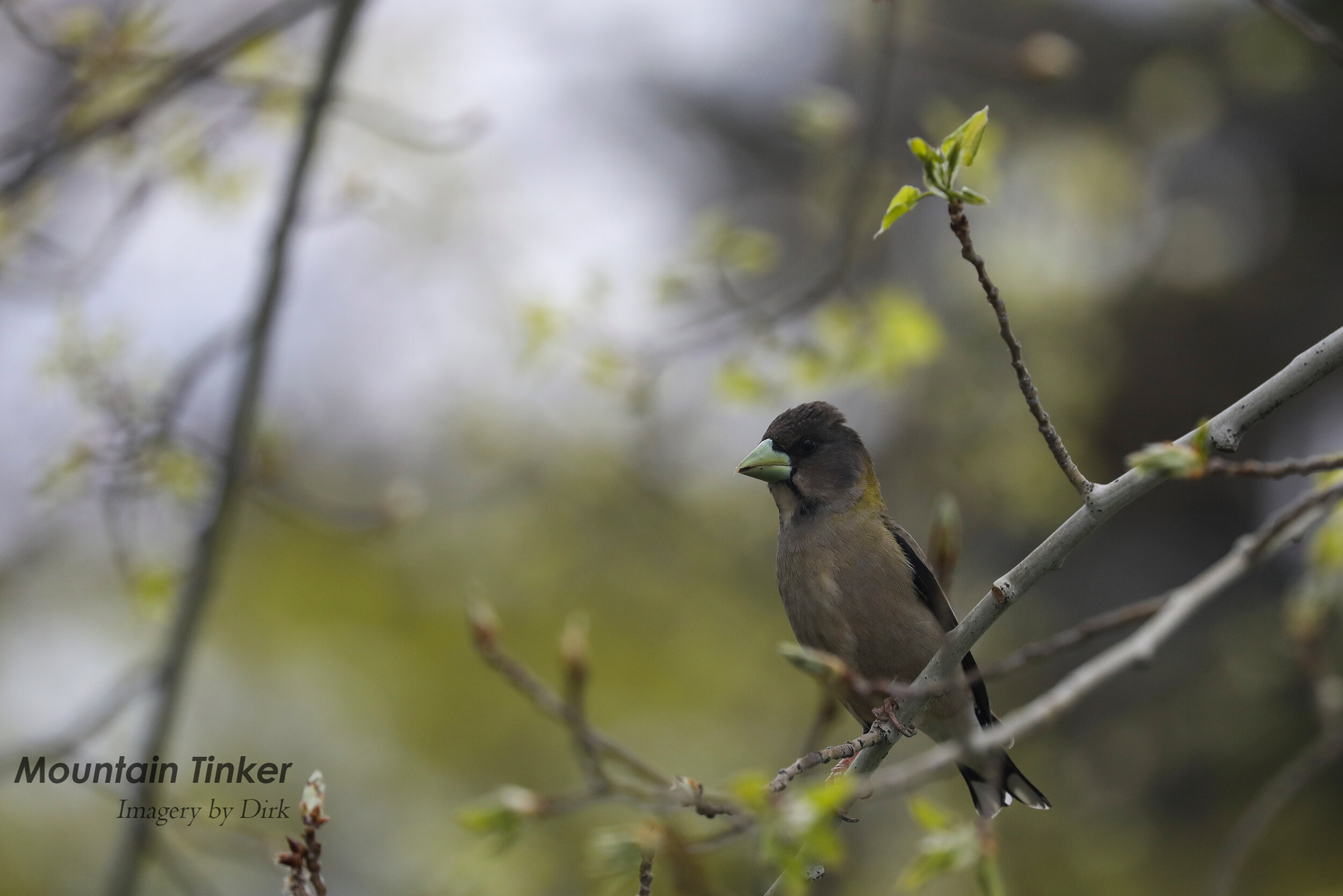 Evening Grosbeak (female)