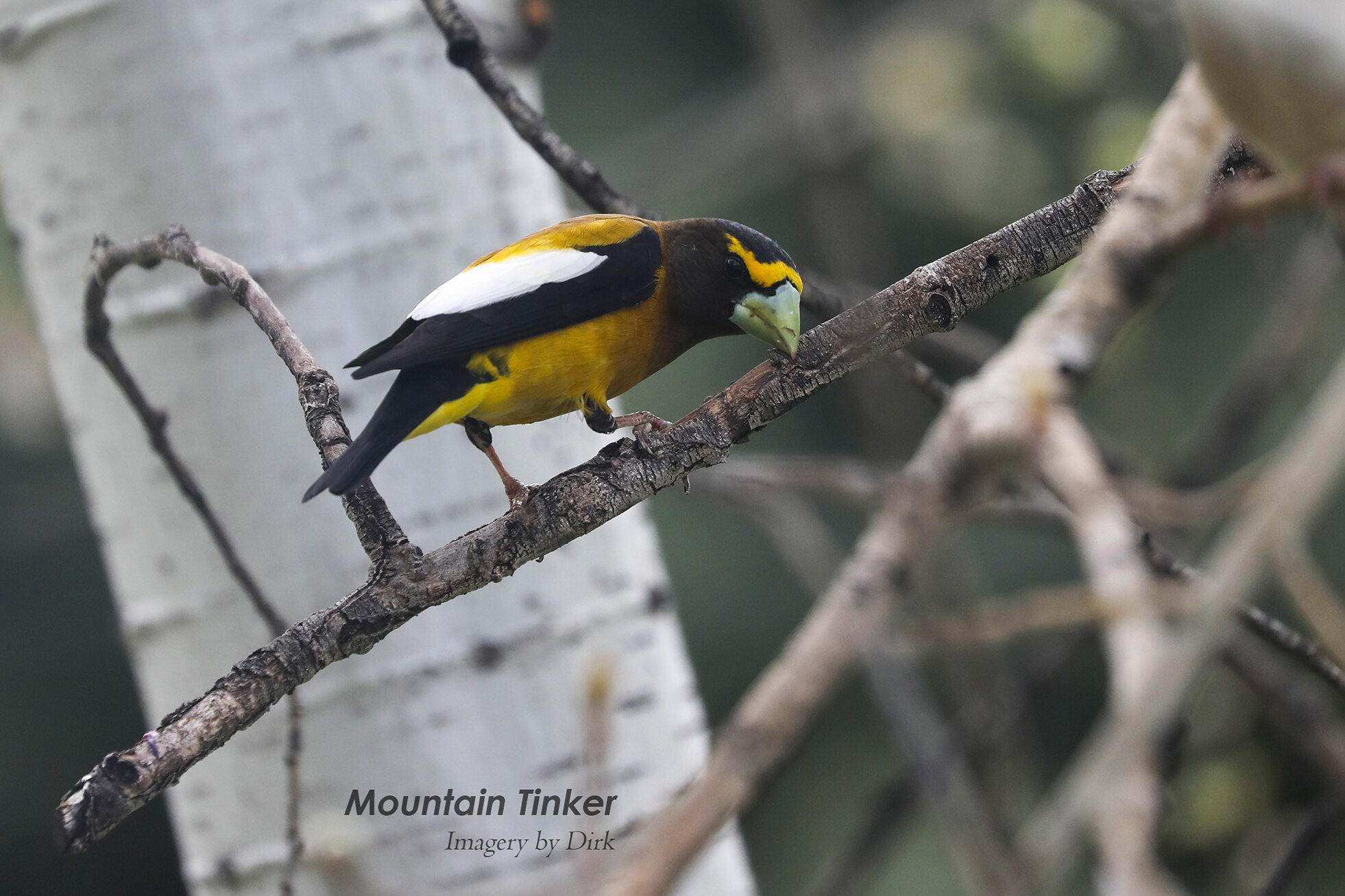 Evening Grosbeak (male)