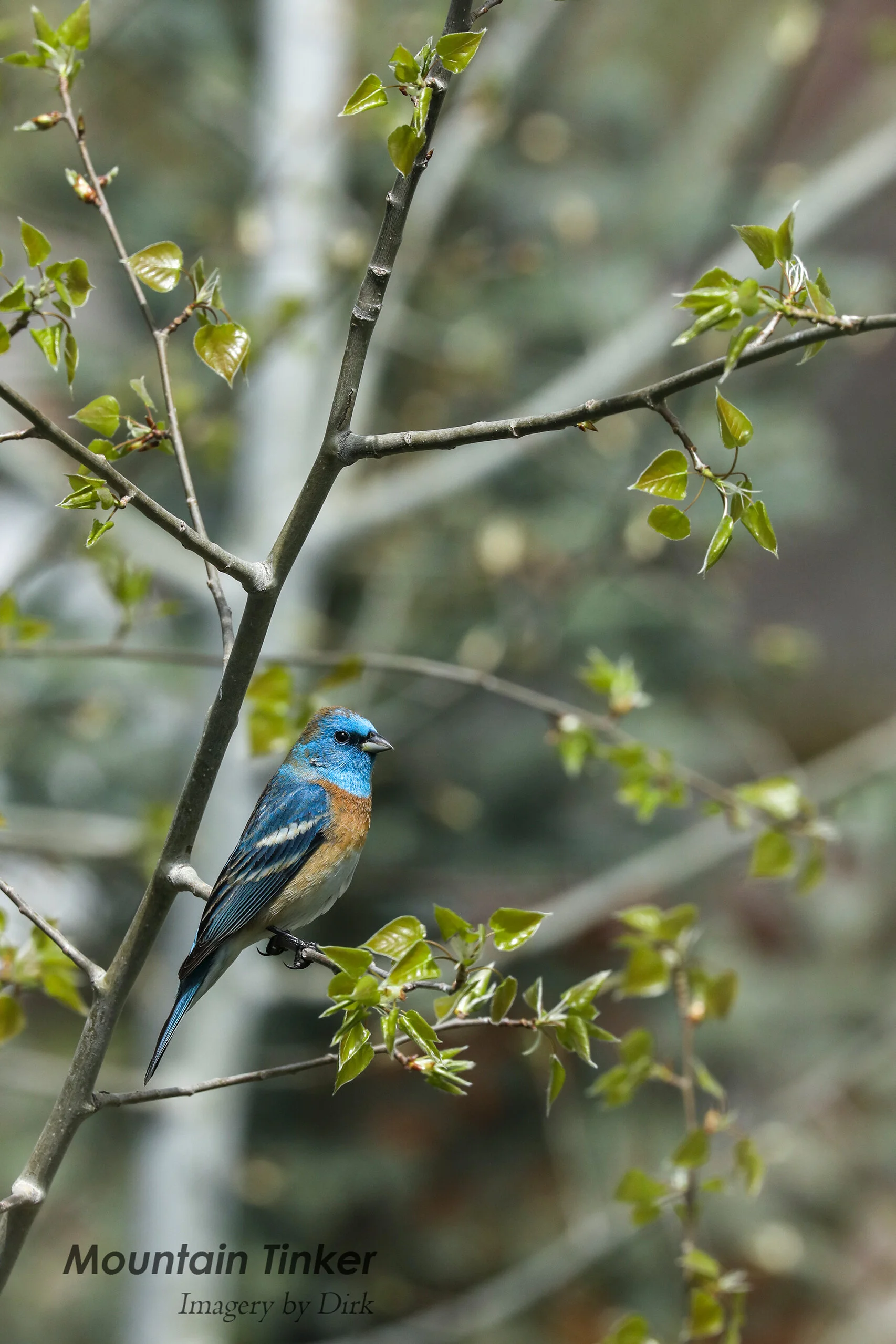 Lazuli Bunting