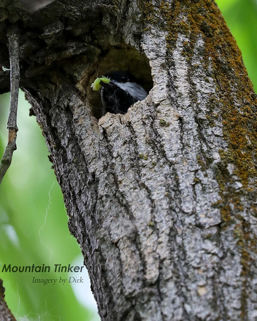 Nesting Black-capped Chickadee