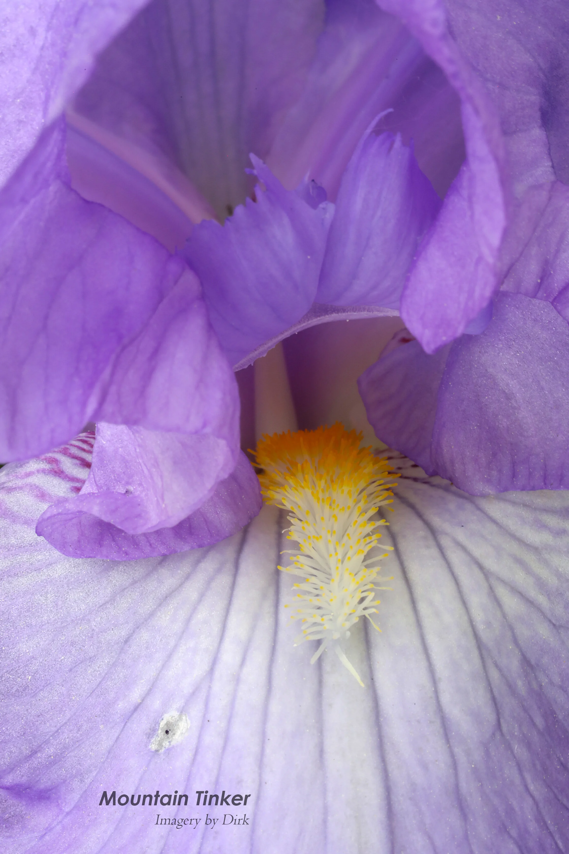 20190602-071A8142_rd.jpg