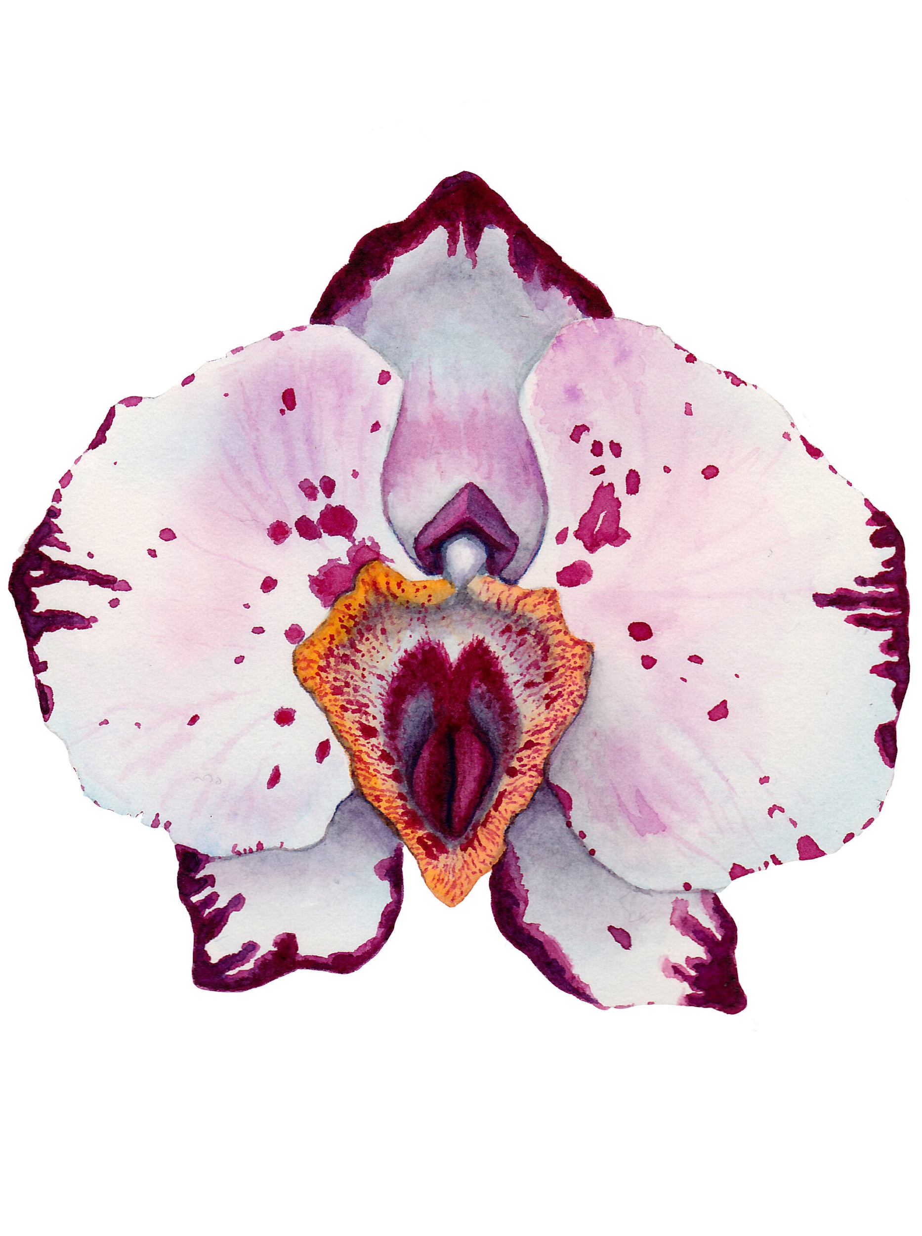 instagramorchidpussyflower.jpg
