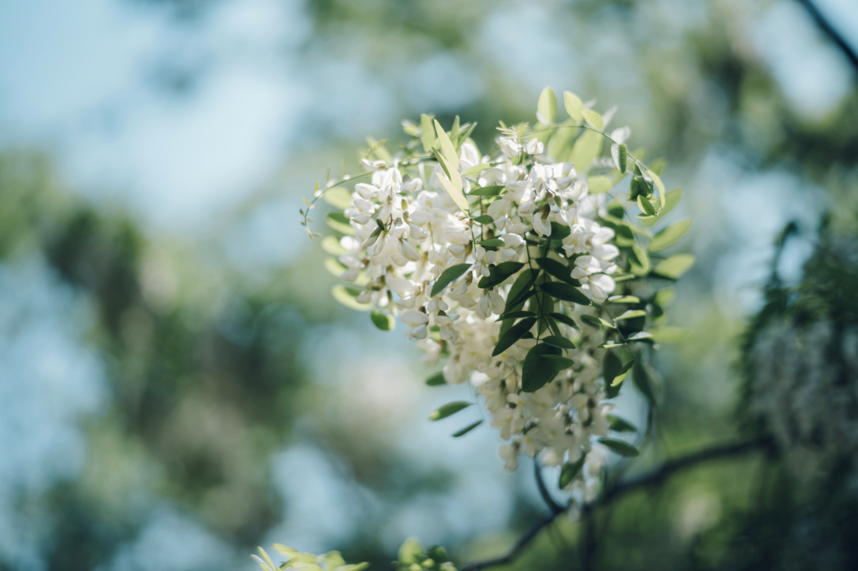 Kanazawa Yamagishi Bee Farm
