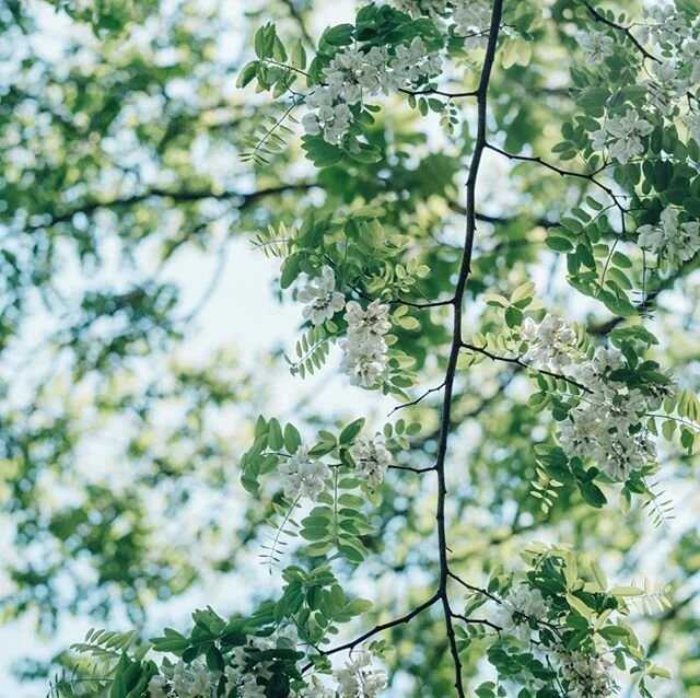 .
みつばちの詩工房 | 2019
.
石川県金沢市で自社養蜂場を構える、昭和5年創業の老舗はちみつ専門店「みつばちの歌工房」のブランドサイト制作をお手伝いしました。映像・写真も担当しています。
.
brand site : https://kanazawa8383.jp
.
credit
Produce&amp;Direction : discovery go @discoverygo_inc 
Design&amp;Coding : full size image inc.
Photo&amp;Movie : Miho Sato （discovery go）@discoverygo_inc 
Copywriting : Takahiro Hisaoka （parks）