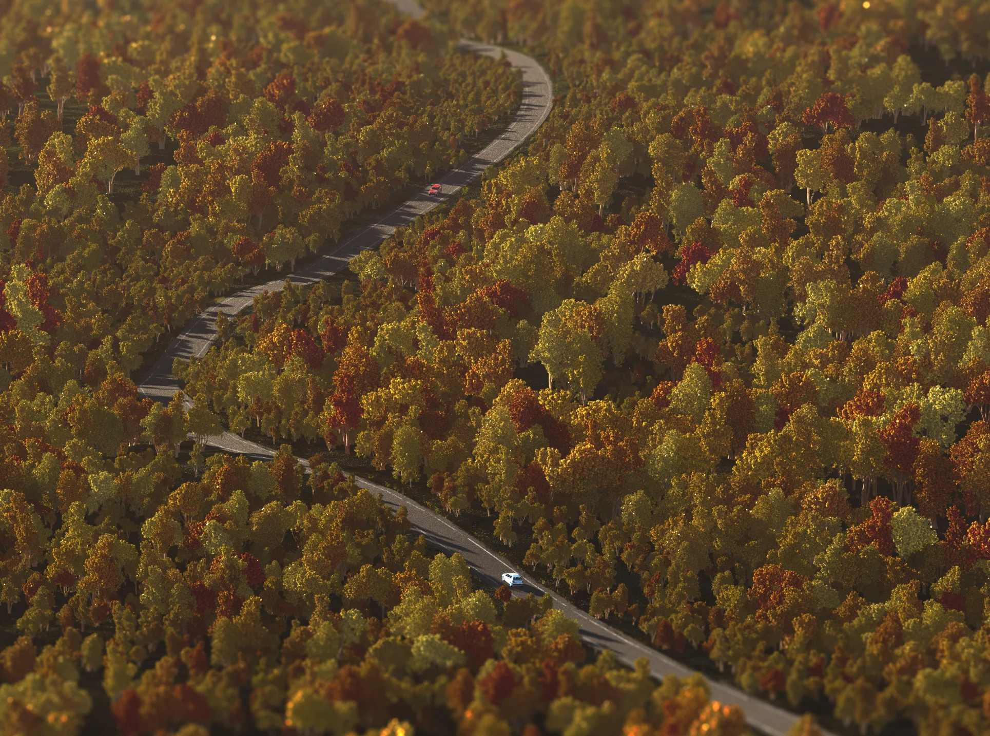 forest.jpg