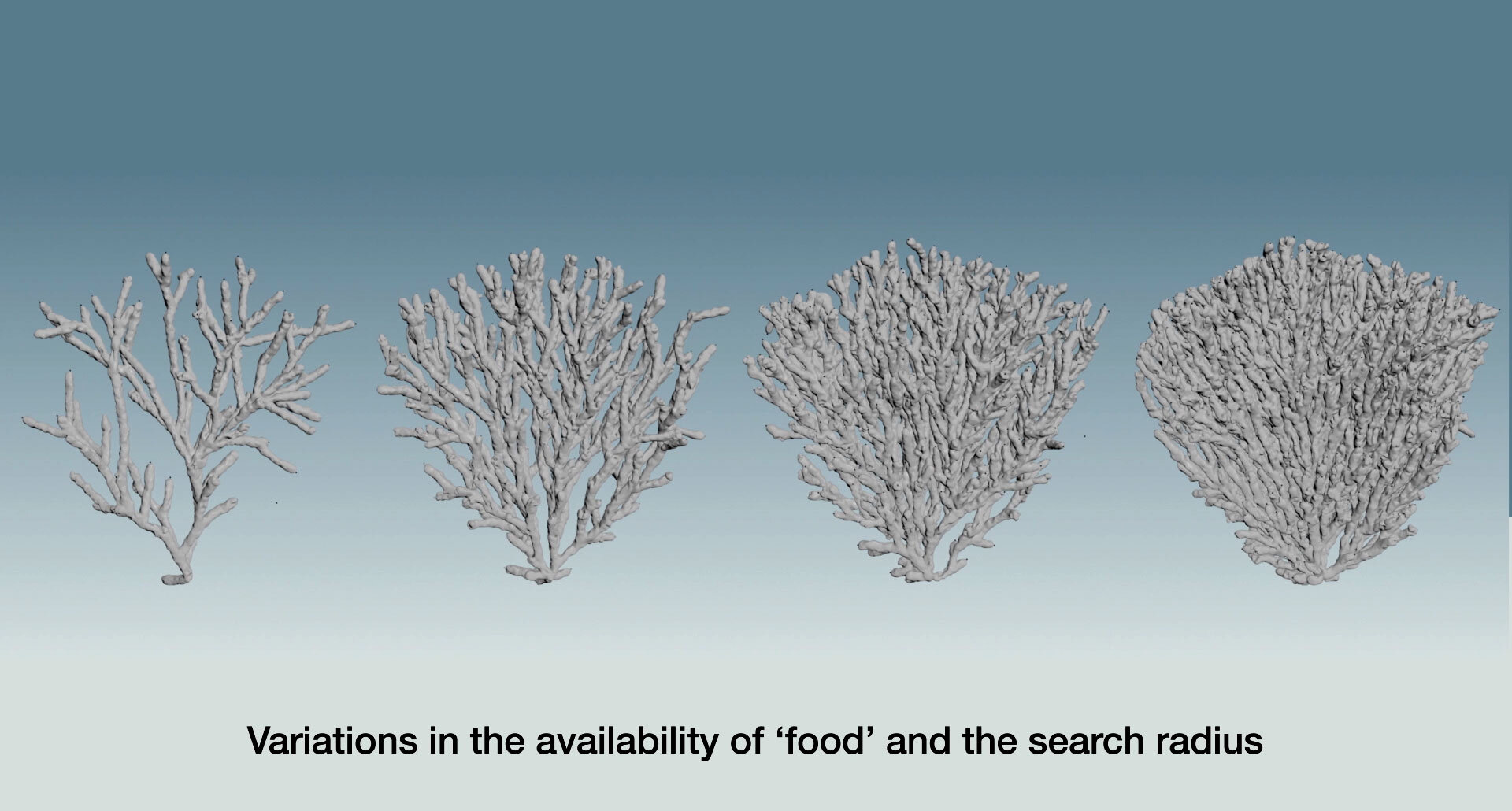 Growing Virtual Coral — Lucas 3D