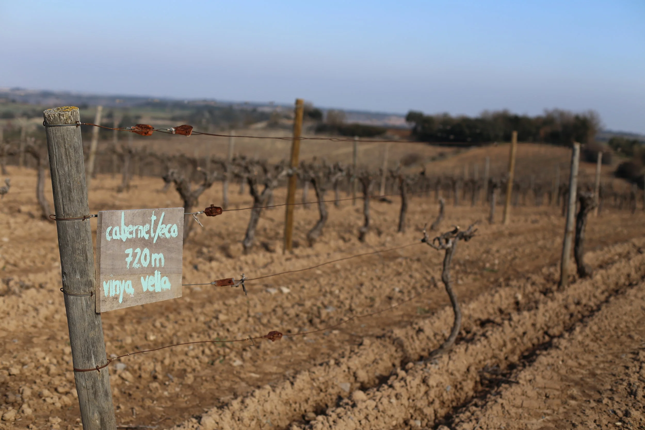 Organic Cabernet Sauvignon - perhaps not for much longer... Picapoll on the way.
