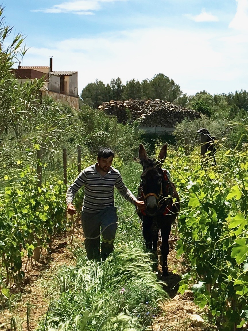 Jordi Raventós and friend keeping ground cover just right at Clos del Guarans. Look no sprays!