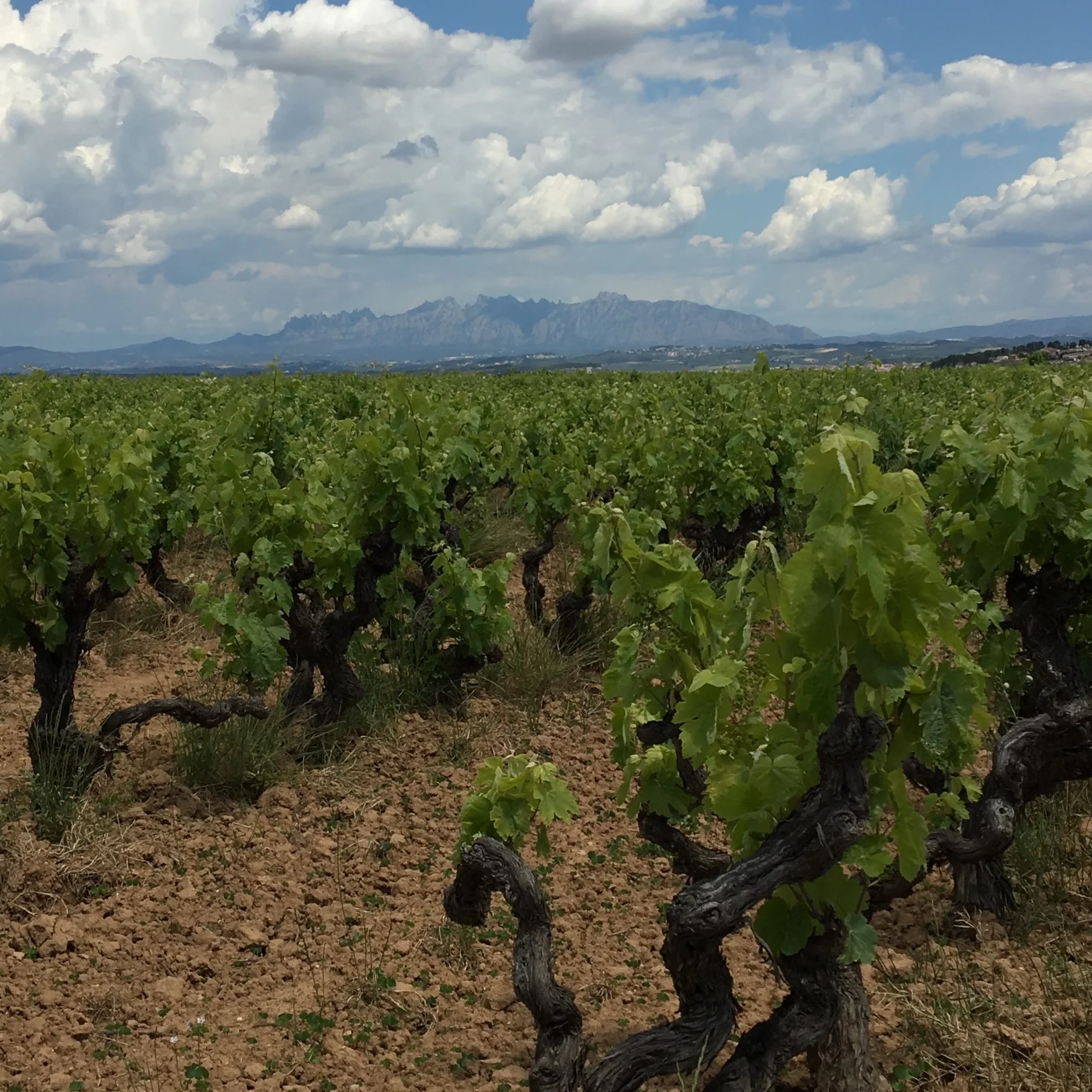 Old vine xarel·lo grown in the traditional bush shape. That’s Montserrat in the distance.