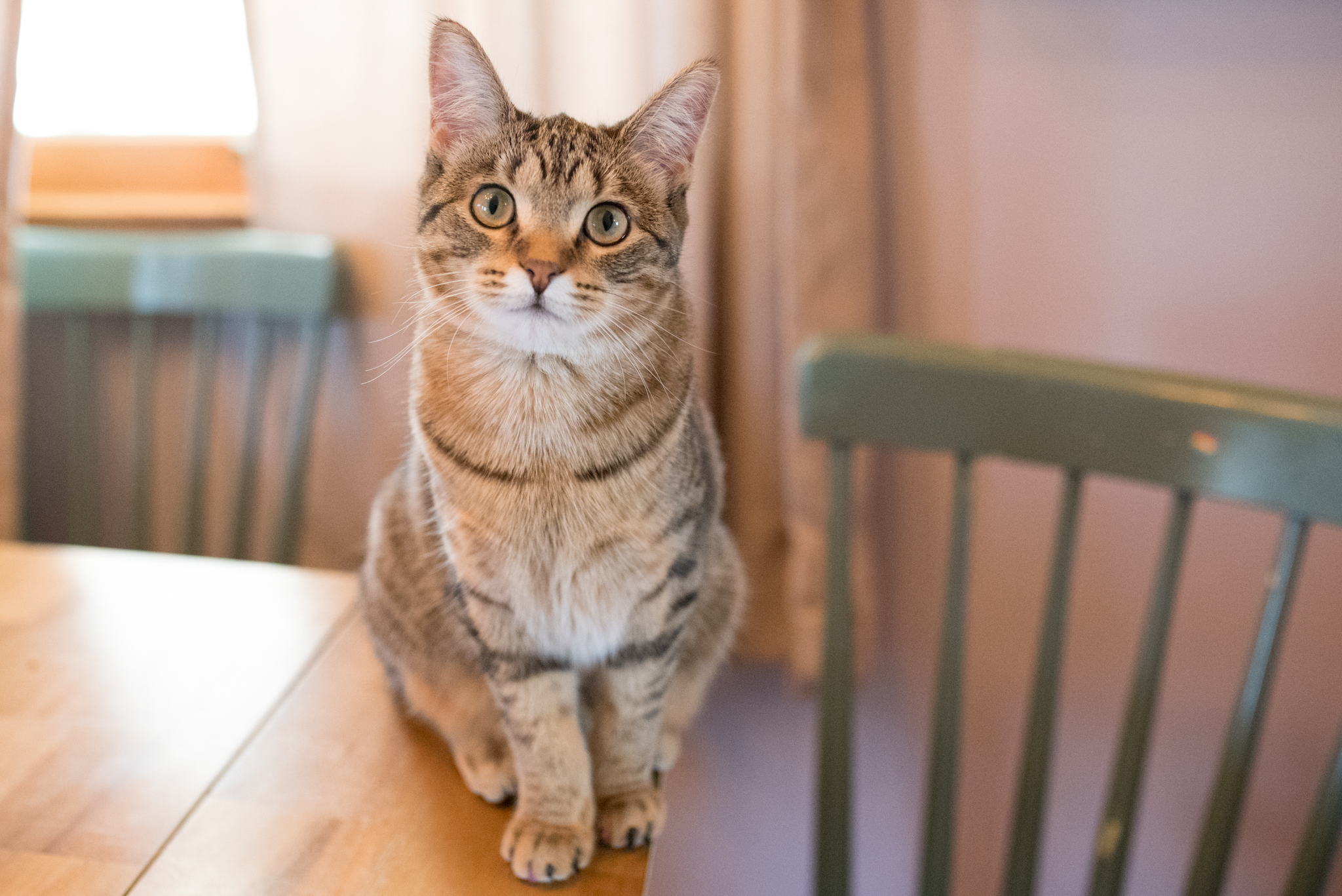 Tan cat sitting on a kitchen table