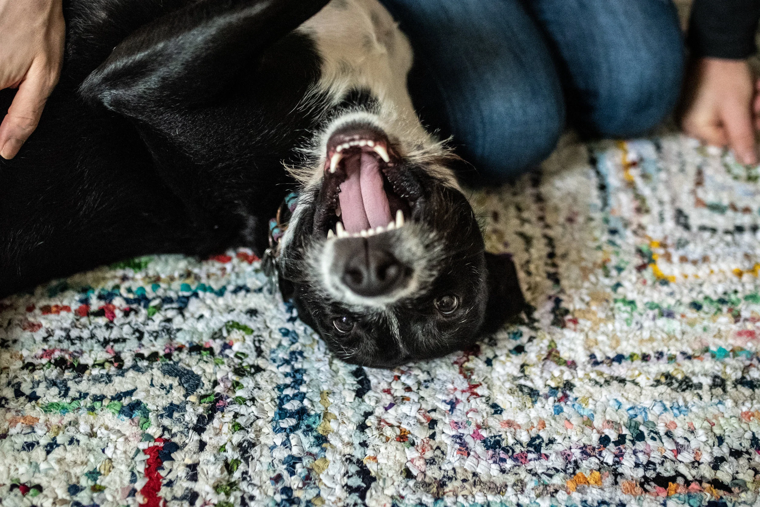 Black and white dog facing camera upside down on a colorful rug with mouth open