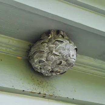 hornetnest.jpg