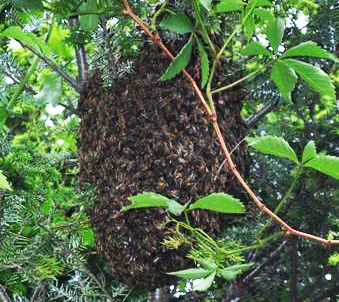 swarmcropped.jpg