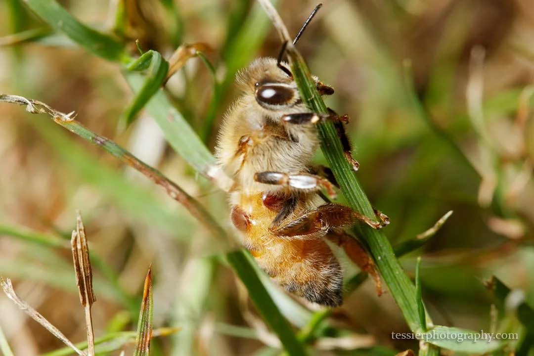 Varroa destructor Mites on a Honey Bee