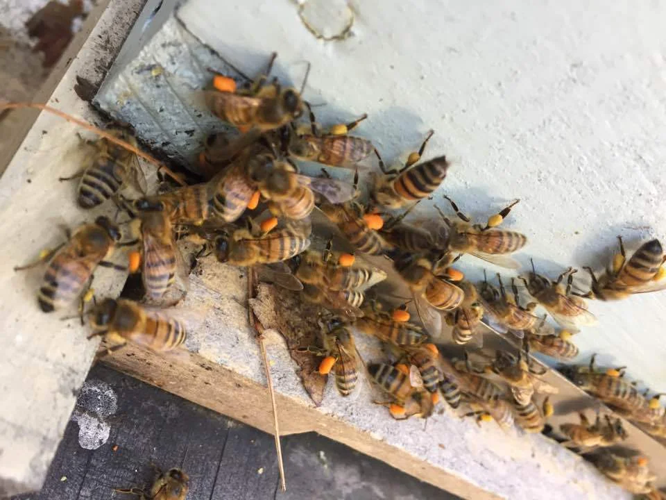 Bees_Kitty.jpg