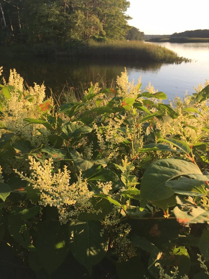 StephenSmithForgePlantsRiver.jpg
