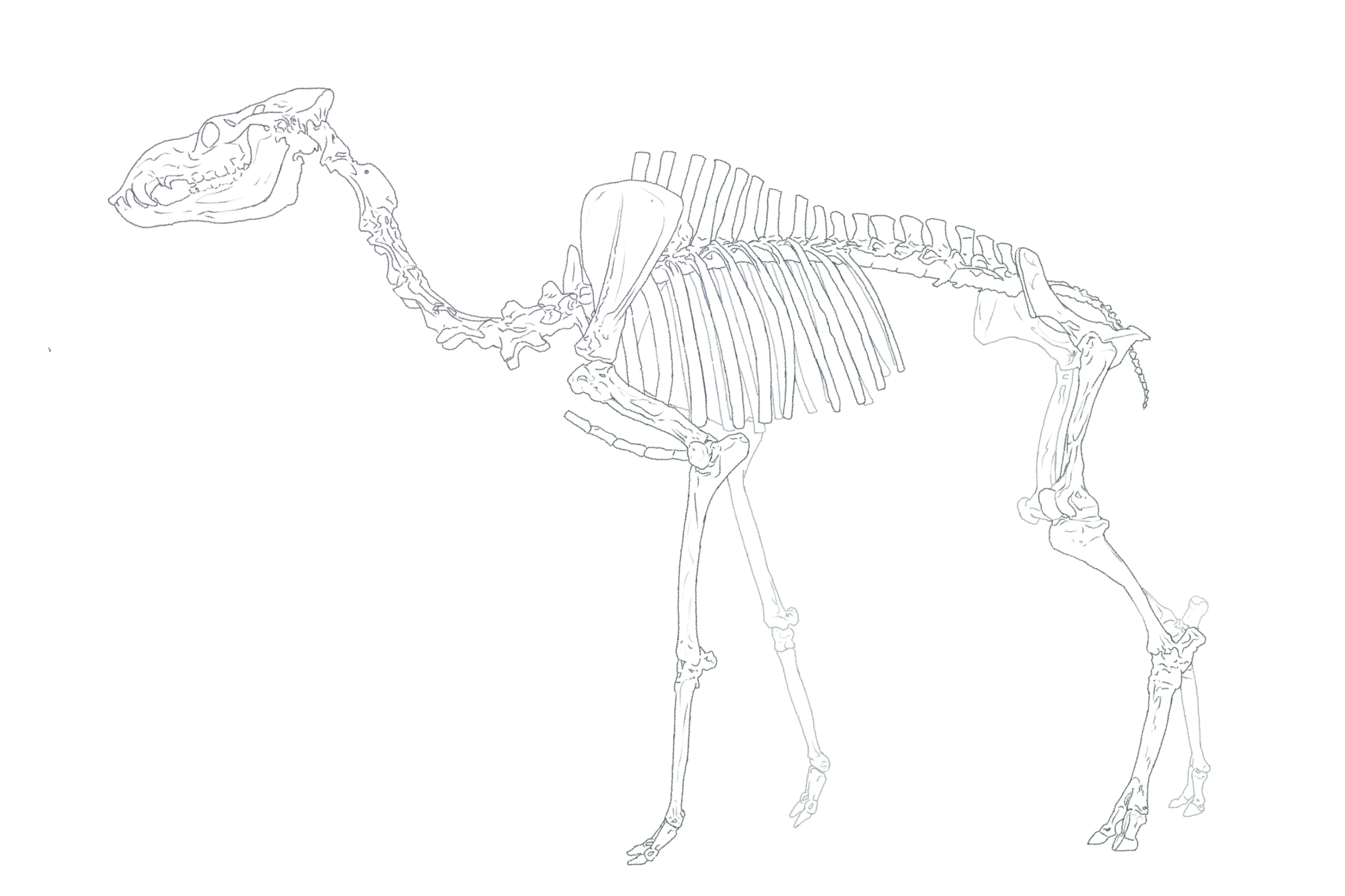 Titanotylopus Stenomylus skeleton study (Copy)