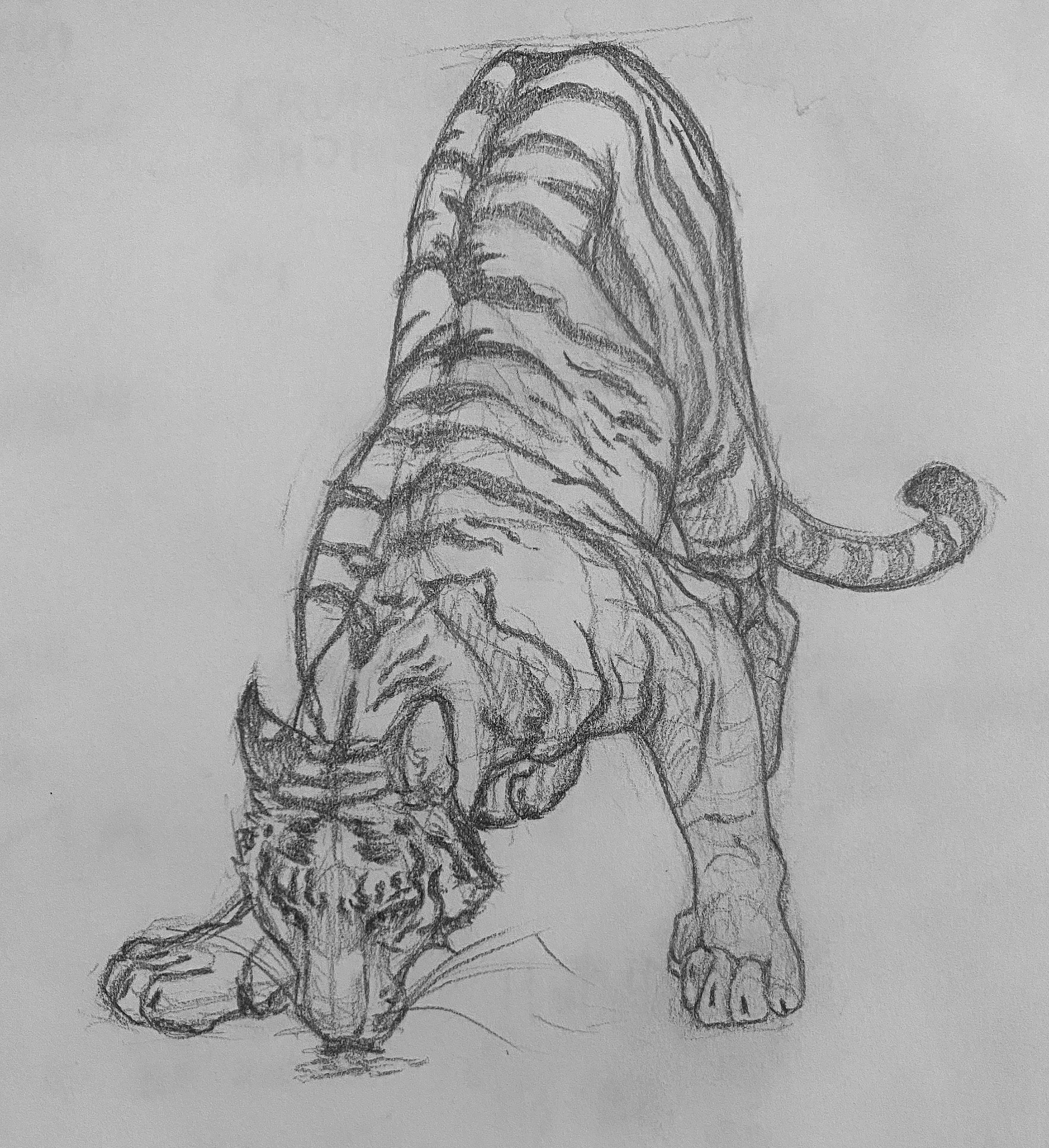 sketch_tiger1.png